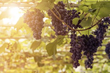 Vineyard 'daki üzüm bağları, Sunny Fonu' nda. Üzüm Hasadı, Büyüyen Mor Kırmızı Üzüm
