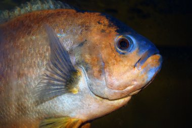 büyük siyah balık