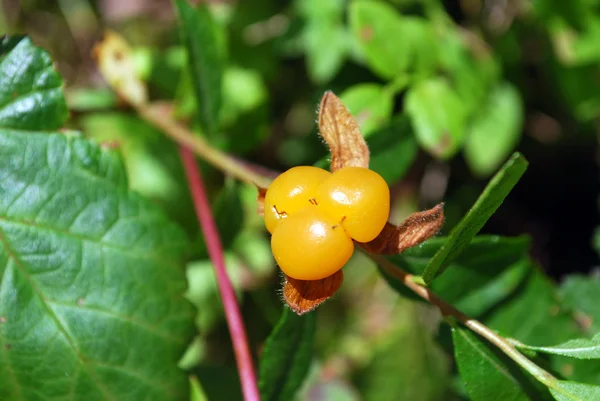 Baies mûres cloudberry — Photo