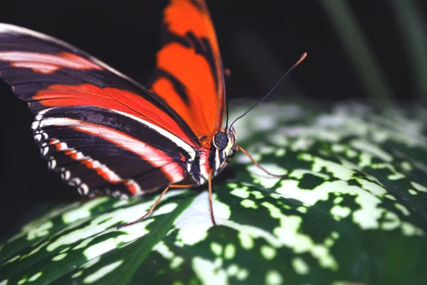 Exotic live butterfly — Stock Photo, Image