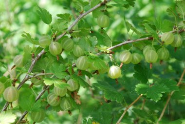 Olgun meyveleri bektaşi ile şube