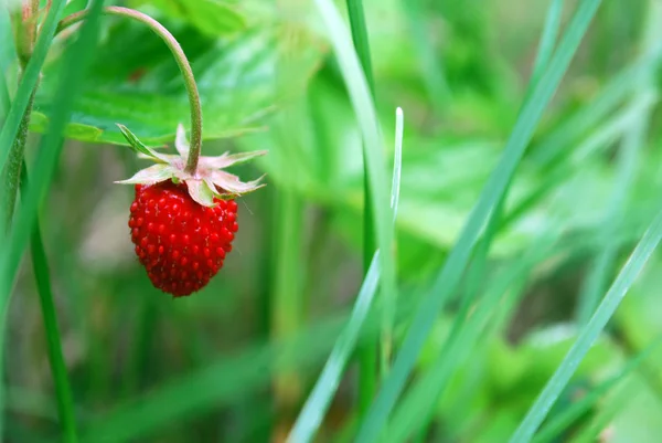 Хребет з стиглими ягодами дикої полуниці — стокове фото