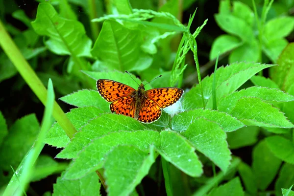 Bright butterfly sitting on flowers — Stock Photo, Image