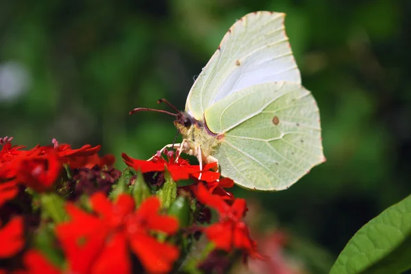 Motyl jasny siedzi na kwiaty — Zdjęcie stockowe