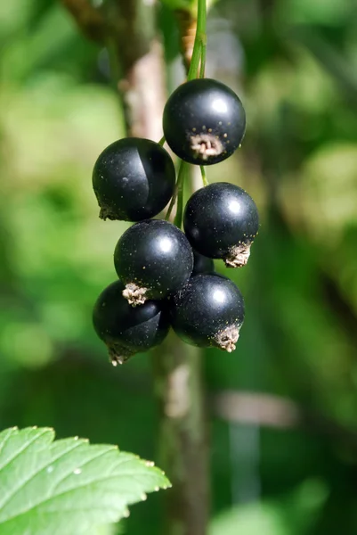 En gren av mogna bär från en svart vinbär. — Stockfoto