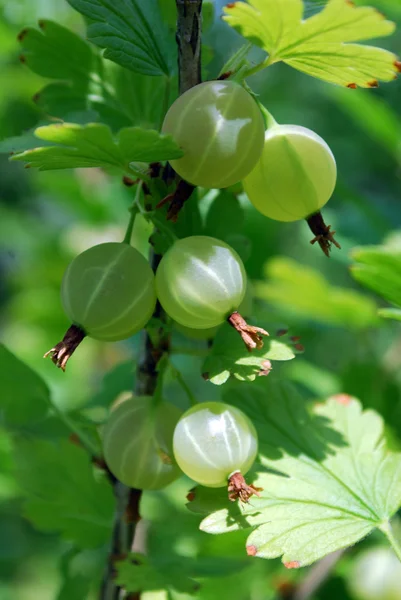 Branch with ripe berries gooseberry — Stock Photo, Image