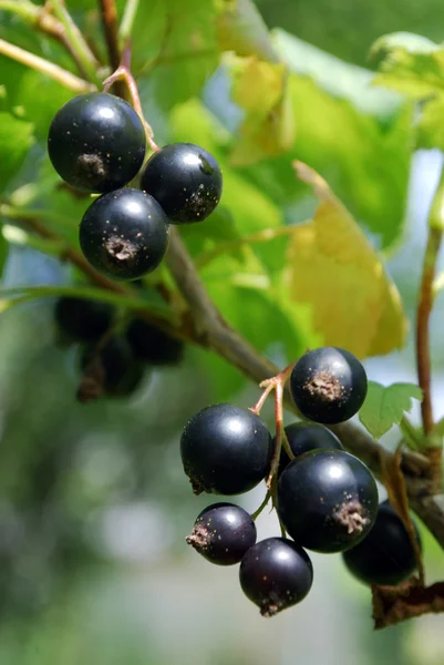 A branch of the ripe berries of a black currant. — Stock Photo, Image