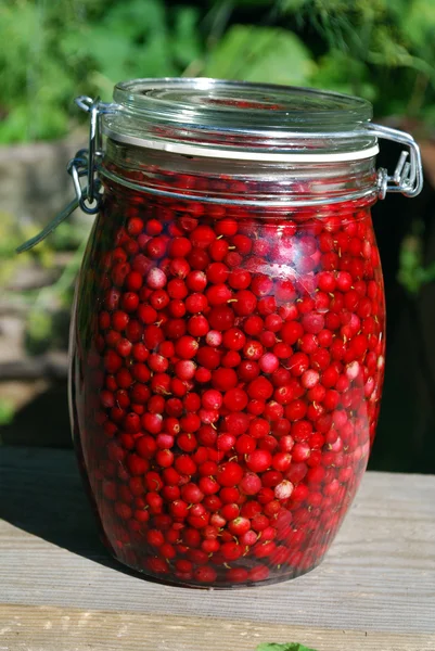 Ripe berry cranberries in ware — Stock Photo, Image