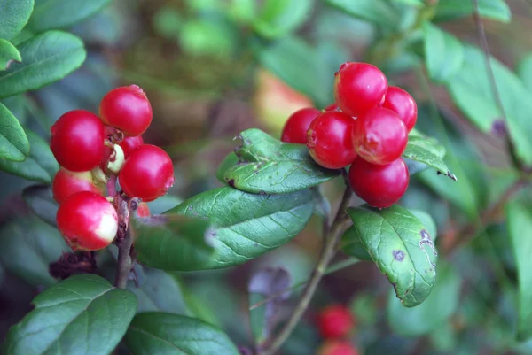 Cowberries の熟した果実. — ストック写真