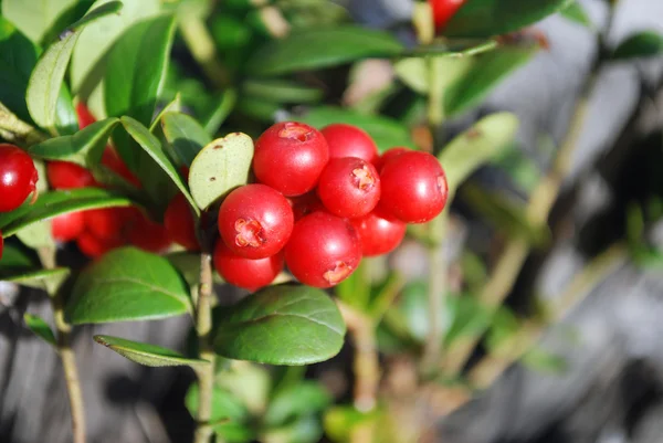 Cowberries の熟した果実. — ストック写真