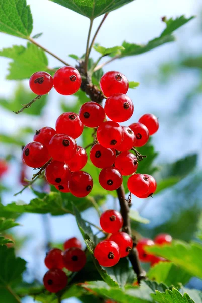 A branch of the ripe berries of a red currant. — Stock Photo, Image