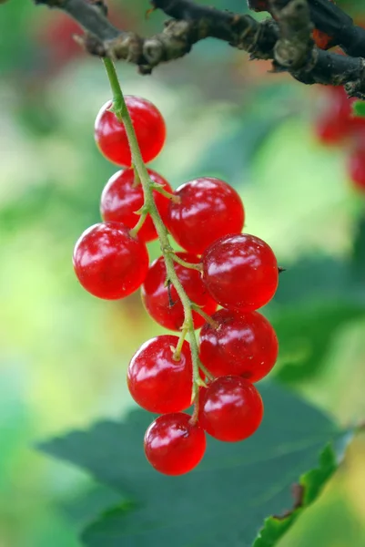 赤スグリの熟した果実の枝. — ストック写真