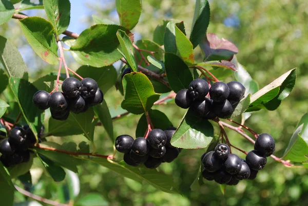 A branch of the ripe berries of a chokeberry. — Stock Photo, Image