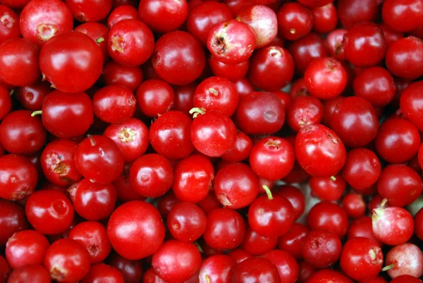 De rijpe bessen van cowberries. — Stockfoto