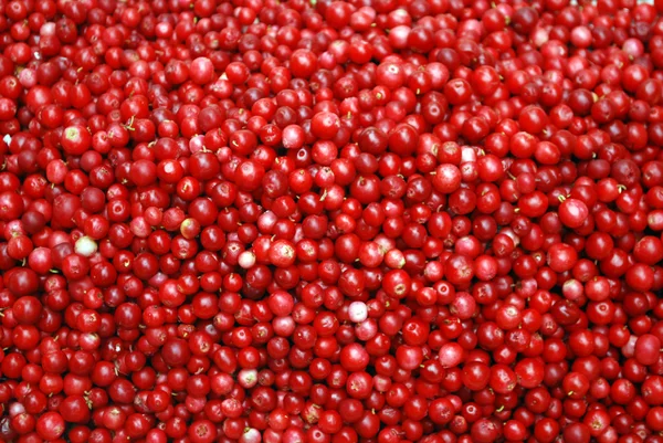 cowberries olgun çilek.