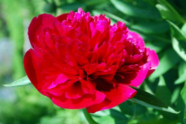 parlak pembe çiçekler Şakayık