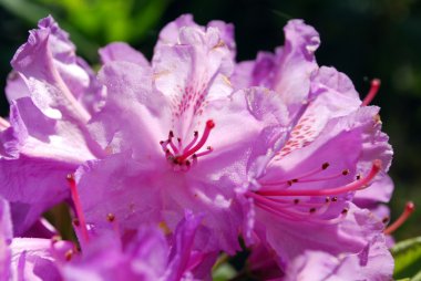 parlak pembe çiçekler