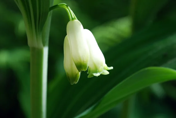 Leuchtend weiße Blume — Stockfoto