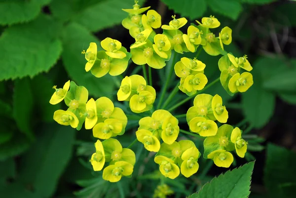 Flores de color amarillo brillante — Foto de Stock
