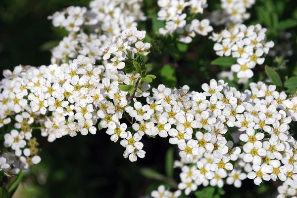 Strahlend weiße Blüten — Stockfoto