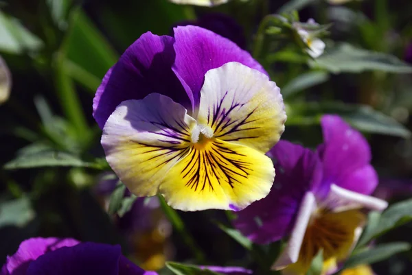 Světlé pansy květiny — Stock fotografie