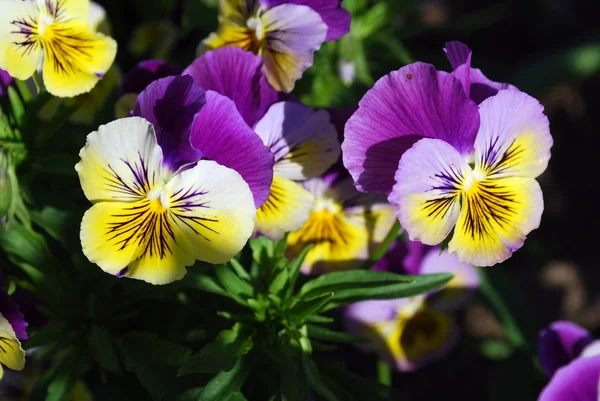 Flores brilhantes de pansy — Fotografia de Stock