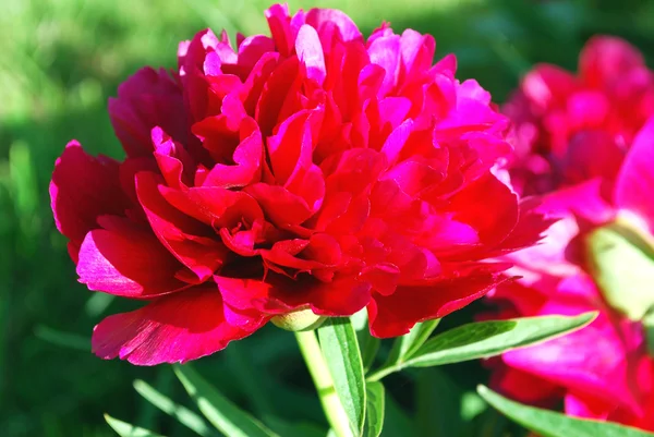 Bright pink flowers peony — Stock Photo, Image