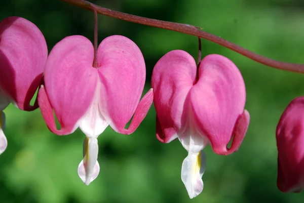 Яркие розовые цветы — стоковое фото