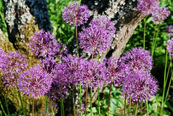 Leuchtend rosa Blüten Zwiebeln — Stockfoto