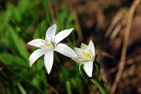 Strahlend weiße Blüten — Stockfoto