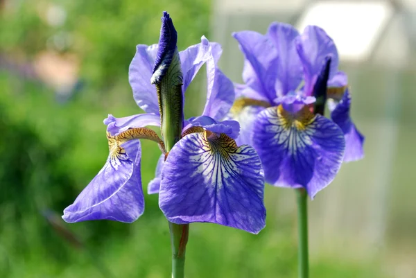 Leuchtend blaue Blüten Iris — Stockfoto