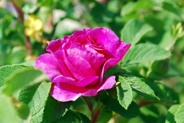 Bright pink flowers rosehip — Stock Photo, Image