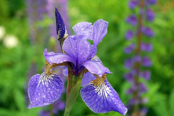 Bright blue flower iris — Stock Photo, Image