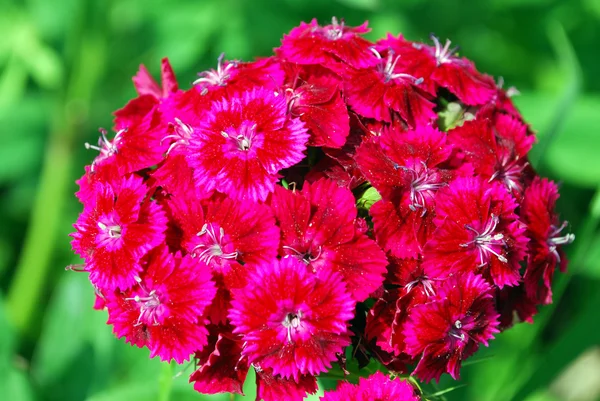 parlak pembe çiçekler karanfil