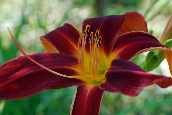 parlak kırmızı çiçek lily