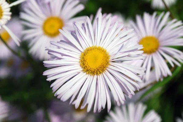 Lichte blauwe bloemen — Stockfoto