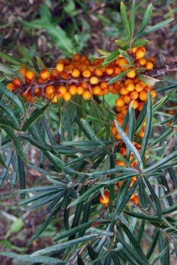 Deniz cehri olgun meyveler
