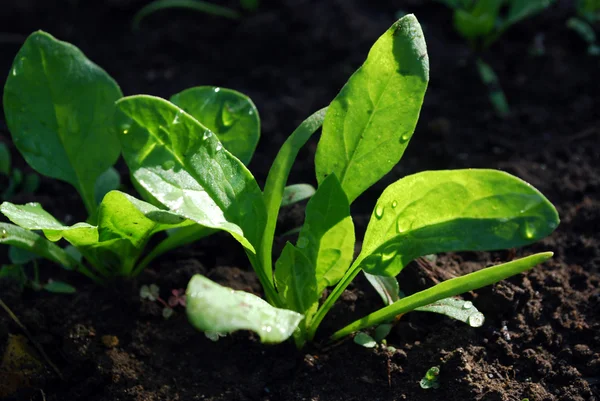 Young green shoots of lettuce — Stock Photo, Image