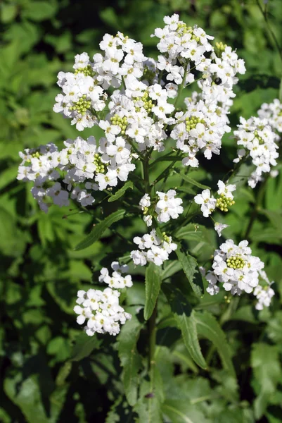 Ljusa vita blommor — Stockfoto