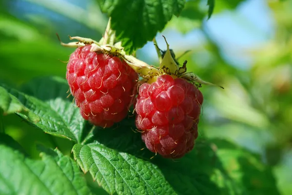 Rijpe frambozen — Stockfoto