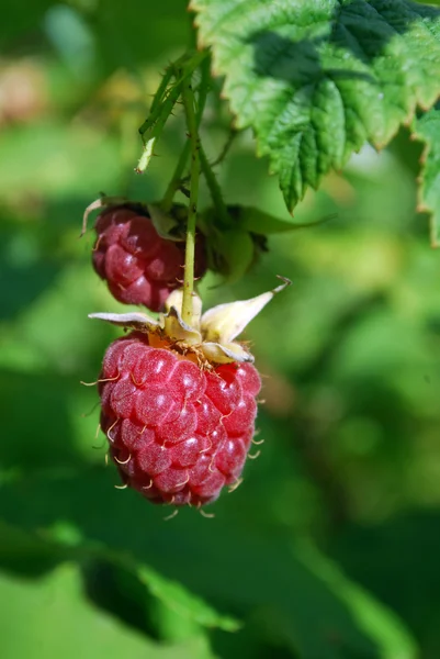 Rijpe frambozen — Stockfoto