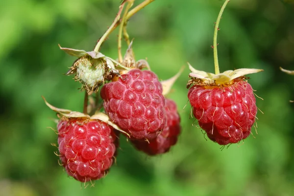 Rijpe frambozen — Stockfoto