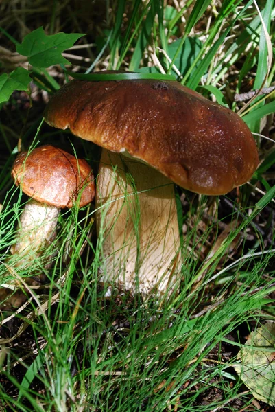 Paddenstoel groeit in het bos — Stockfoto