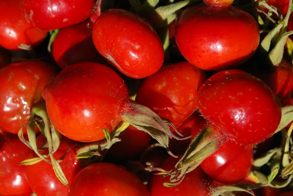 成熟的莓果的 dogrose — 图库照片