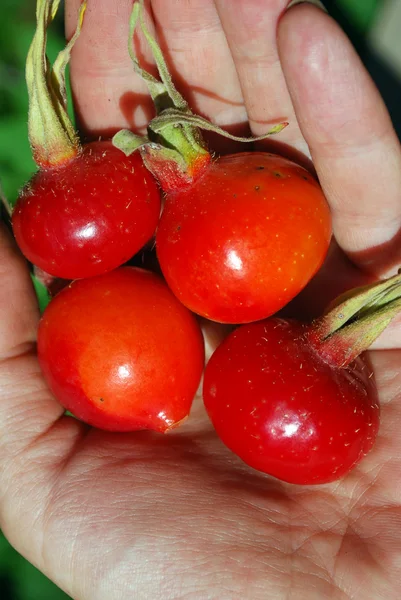 The ripe berries of a dogrose — Stock Photo, Image