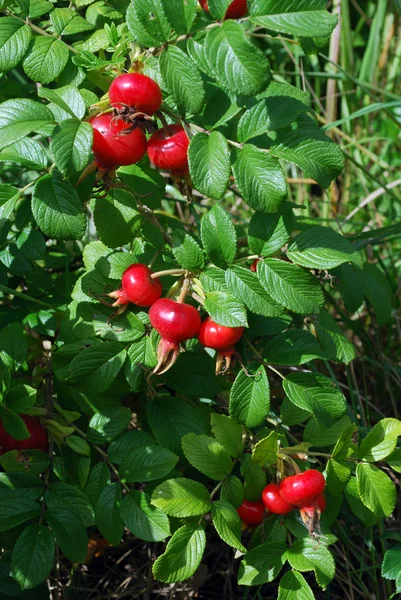 The ripe berries of a dogrose — Stock Photo, Image