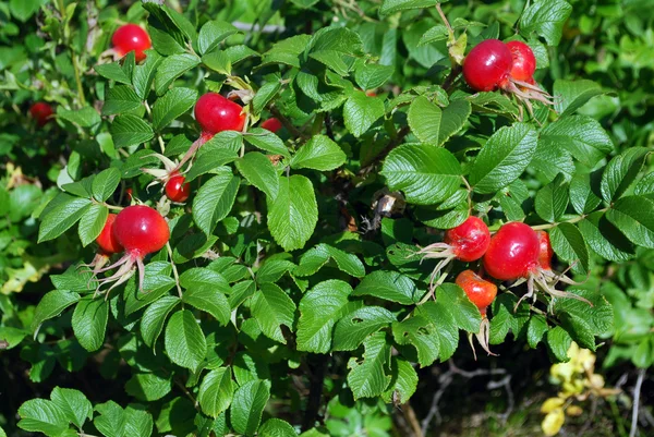 The ripe berries of a dogrose — Stock Photo, Image