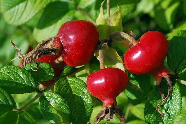 The ripe berries of a dogrose — Stock Photo, Image