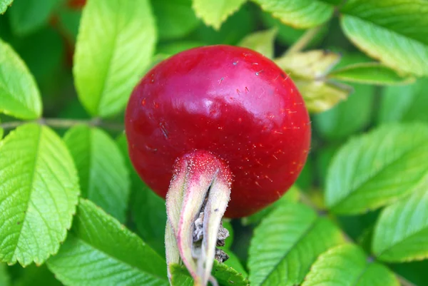 De rijpe bessen van een dogrose — Stockfoto