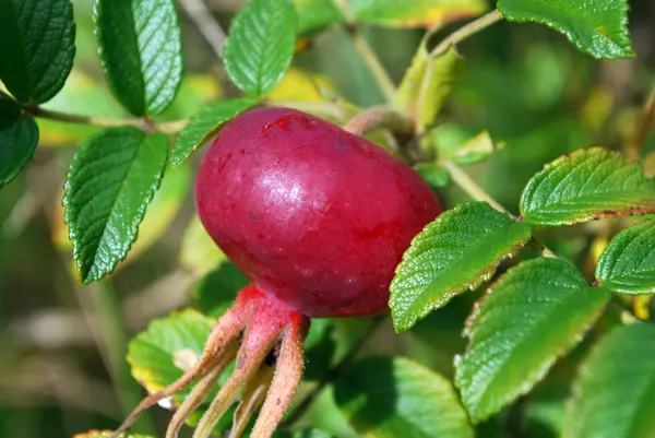 The ripe berries of a dogrose — Stock Photo, Image